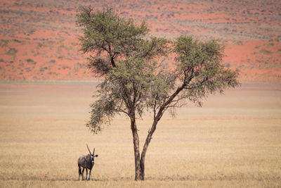 Horse in a field