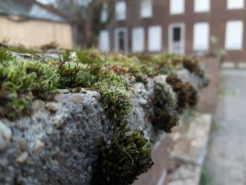 Plant growing on rock