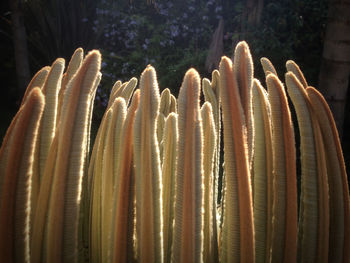 Detail shot of wood