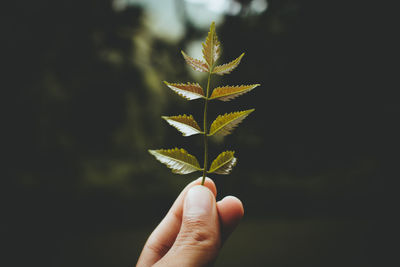 Close-up of hand holding small plant
