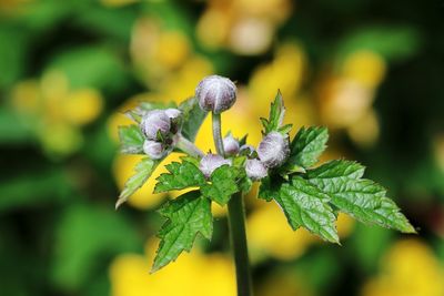 Close-up of yellow flowers