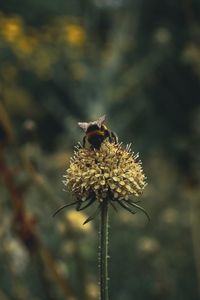 Close-up of wilted flower