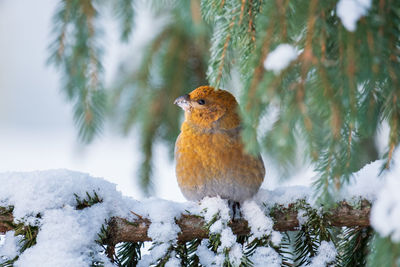 Bird perching on snow covered plants