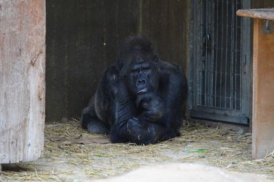 Monkey sitting in a zoo