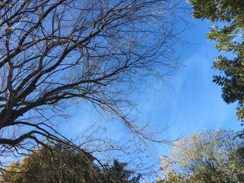 Low angle view of trees against sky