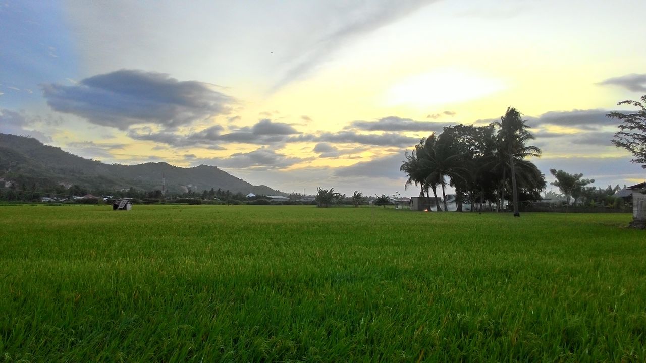 tranquil scene, grass, landscape, sky, tranquility, scenics, field, beauty in nature, sunset, nature, tree, mountain, cloud - sky, grassy, growth, green color, cloud, idyllic, rural scene, mountain range