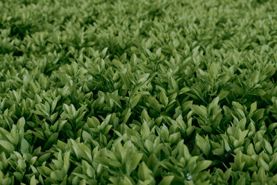 Full frame shot of grass