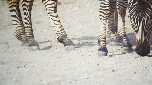 Low section of people on zebra