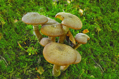 Close-up of mushrooms growing on field