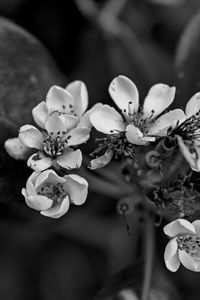 Close-up of flowering plant