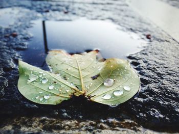 Close-up of leaves on water