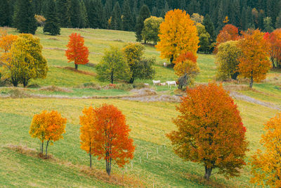 Scenic view of field
