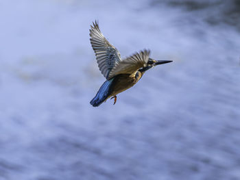 Bird flying over the sea