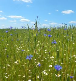 Close-up of purple flowers blooming in field