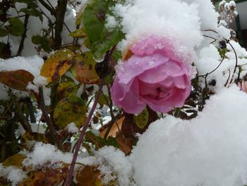 Close-up of frozen rose during winter