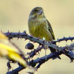 Close-up of bird perching on branch