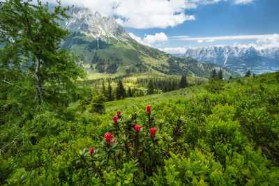 Alpenrose and green foliage on hiking trail. wilder kaiser mountains in background, tirol - austria
