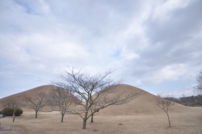 Bare tree on field against sky