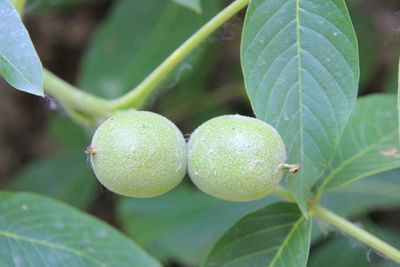 Close-up of fruits growing on tree