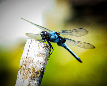 Close-up of dragonfly on plant