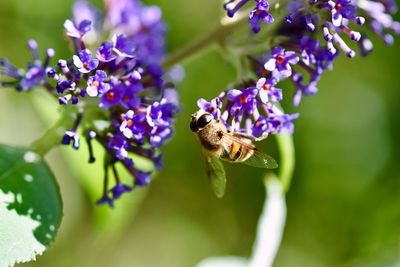 Close-up of bee on purple flower