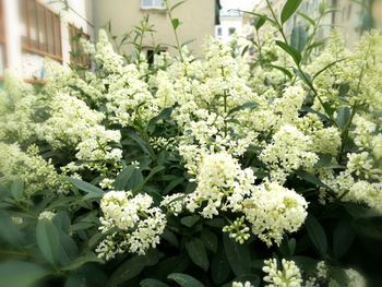 Close-up of white flowering plants