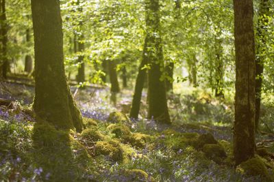 Trees in forest