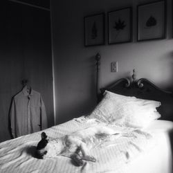 View of a cat lying on bed