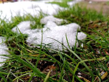 Close-up of grass in field