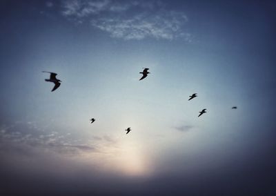 Low angle view of silhouette birds flying against sky