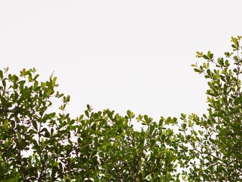 Low angle view of trees against clear sky