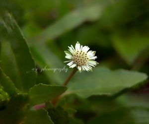 Close-up of flower blooming outdoors