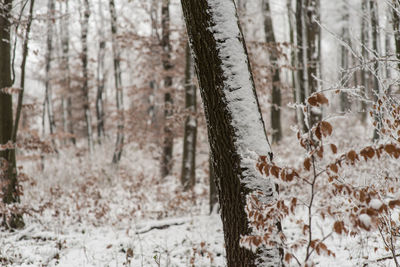 Trees in forest during winter