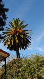 Low angle view of tree against clear sky
