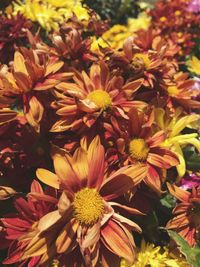 Close-up of flowers blooming outdoors