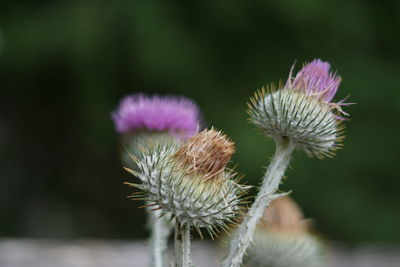 Close-up of thistle flower