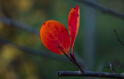 Close-up of red leaf on plant during autumn