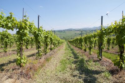 Vineyard against sky