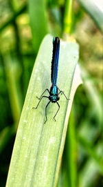 Close-up of fly on leaf