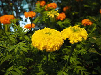 Close-up of yellow flowering plants