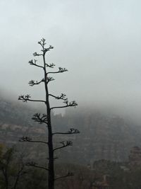 Tree on landscape against sky during foggy weather