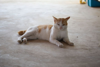 Portrait of cat sitting on footpath