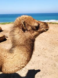 Scenic view of beach