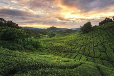 Sunrise at tea plantation, cameron highlands malaysia