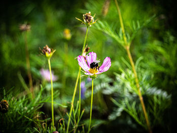 Close-up of insect on purple flowering plant