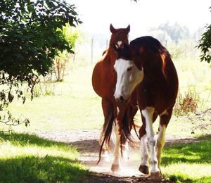 Horses standing on field against trees