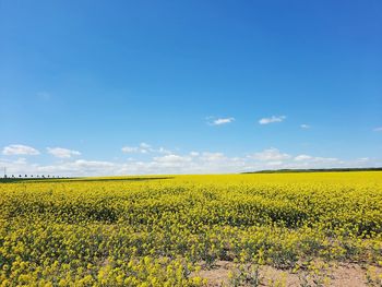 Scenic view of oilseed rape field against sky