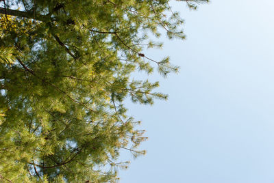 Low angle view of tree against clear sky