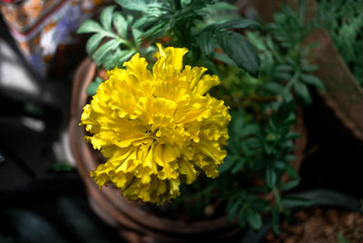 Close-up of marigold blooming outdoors