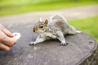 Close-up of hand holding squirrel